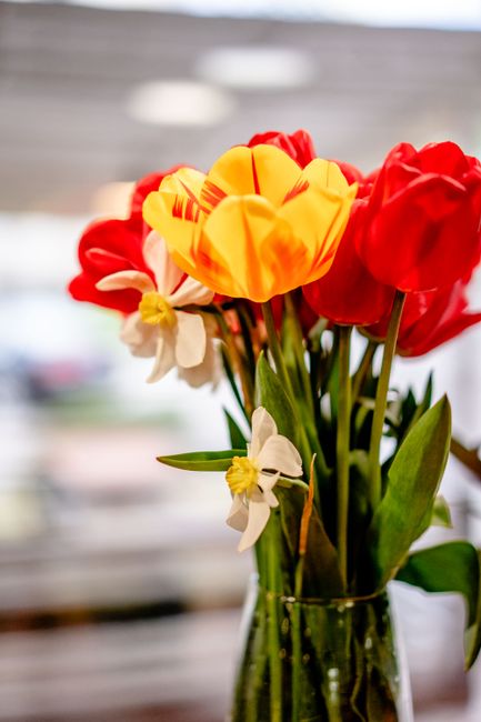 A vibrant bouquet of fresh tulips and daffodils arranged in a clear glass vase. The tulips are predominantly red with some showing soft yellow edges, while the daffodils feature white petals with yell
