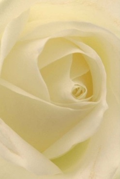 Captured in the gentle light that seeps through Abbey Wood's serene parks, this portrait reveals an ivory rose at the height of its elegance. Swirling, velvety petals spiral toward the heart in balanced harmony, each layer whisper-thin yet perfectly formed, as if inviting the viewer's touch. Cream and soft lemon hues mingle across its surface, creating a tranquil effect that mirrors the peaceful ambiance along Abbey Road on a quiet evening. The subdued lighting enhances every subtle curve, rendering harsh lines invisible and evoking a mood that is both comforting and quietly celebratory-much like a cherished anniversary or a heartfelt token of love. The rose's flawless, spiral form radiates timeless sophistication, while the imagined fragrance lightly perfumes the air with gentle floral notes. Every petal's nuanced positioning and the bloom's immaculate structure showcase the passion and artistry of Florist Abbey Wood, ensuring each bouquet carries the warmth and elegance founded on local tradition and care.